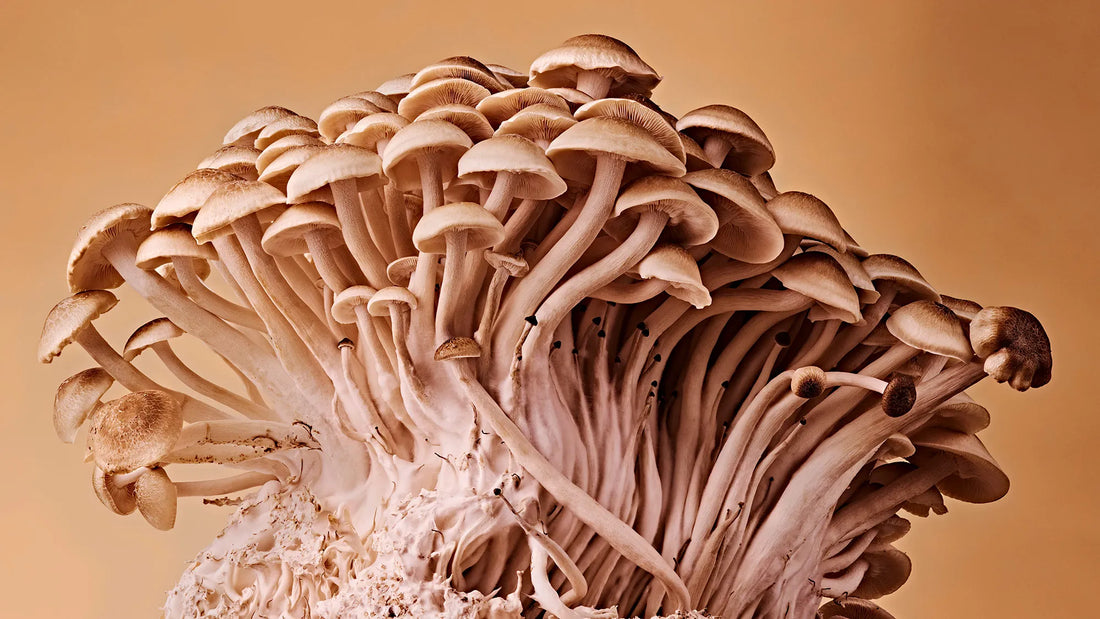 Mushroom Myths Debunked: Separating Fact from Fiction