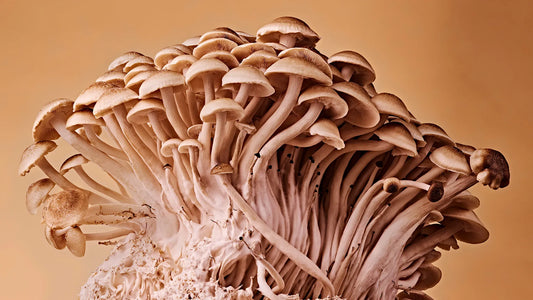 Mushroom Myths Debunked: Separating Fact from Fiction