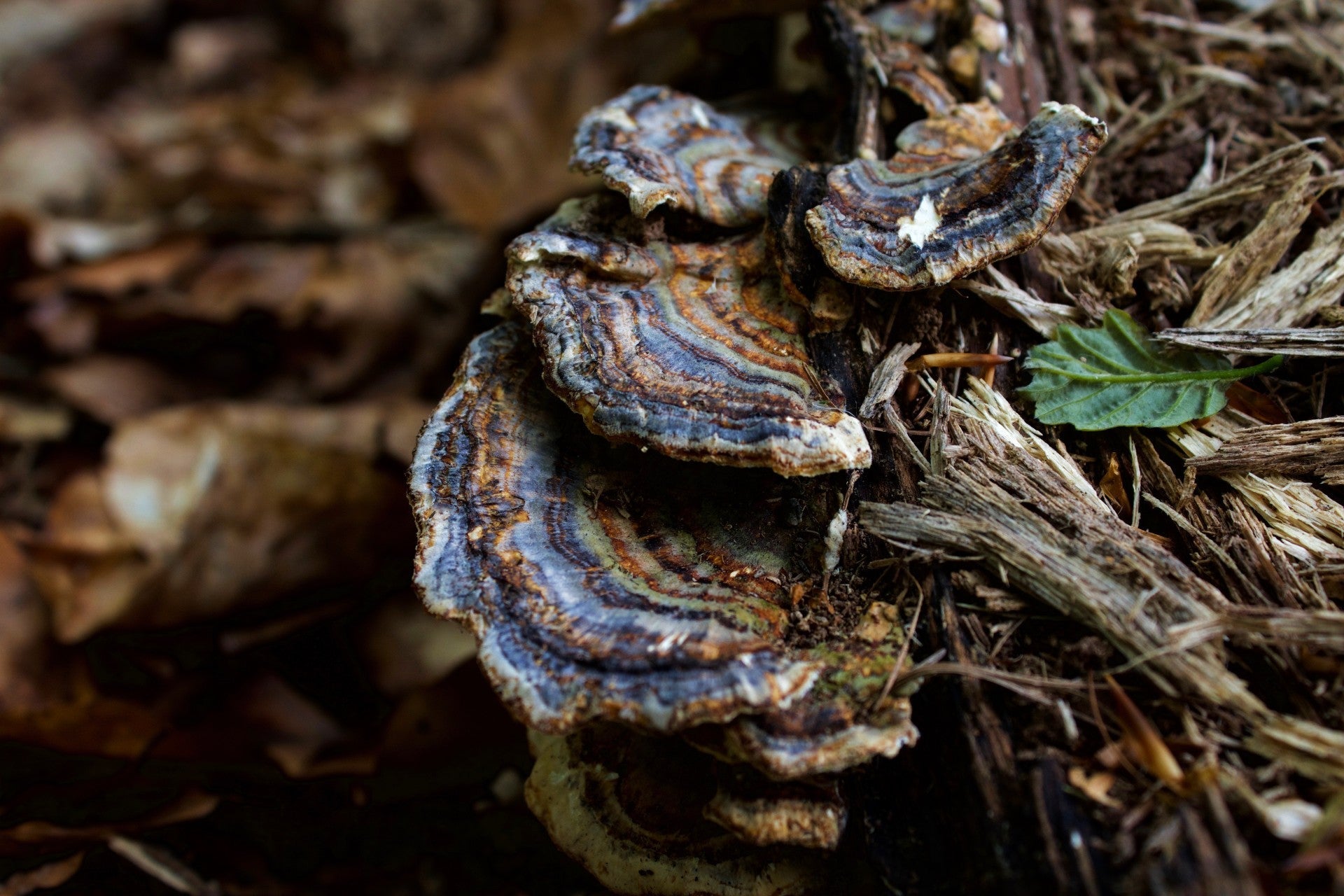 Mushrooms: Unlocking the Secrets of this Fascinating Fungi Kingdom