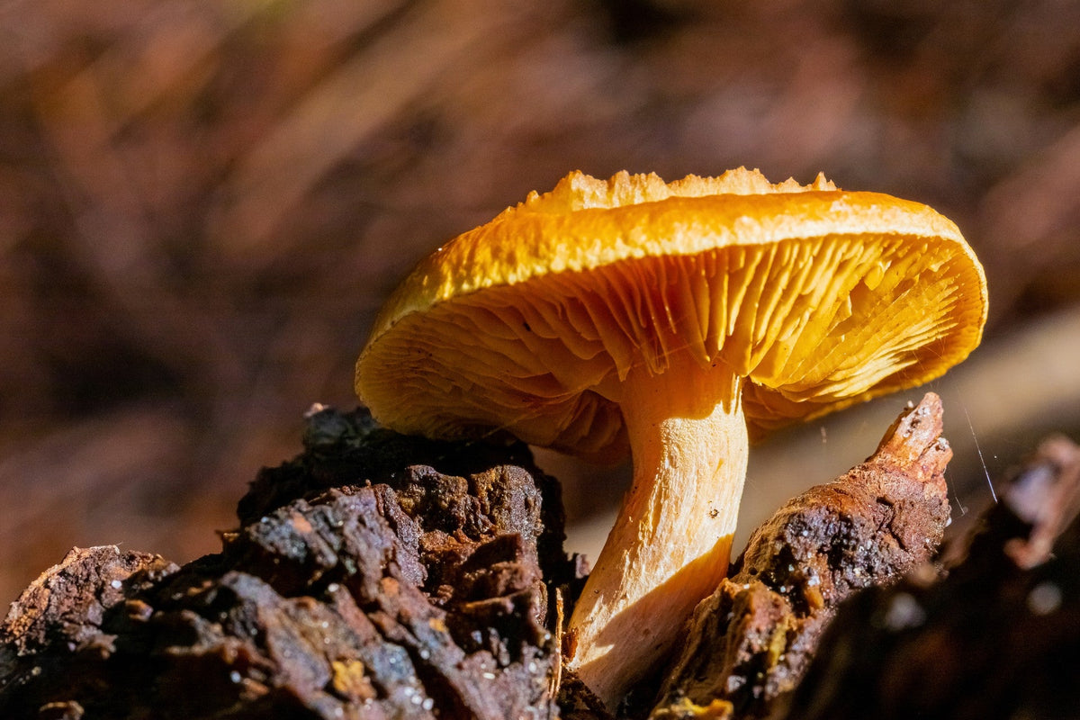 Exploring the Potential of Mushrooms as Natural Preservatives