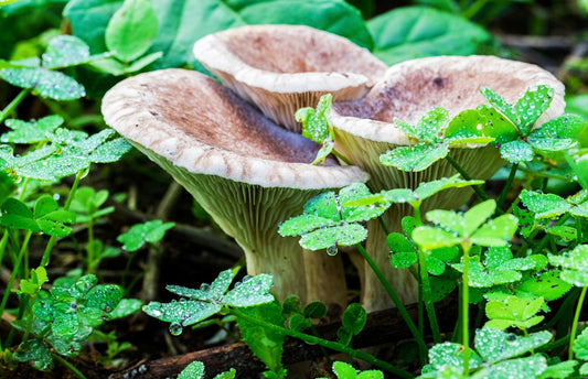 Harnessing Fungal Interactions with Insects for Sustainable Pest Management