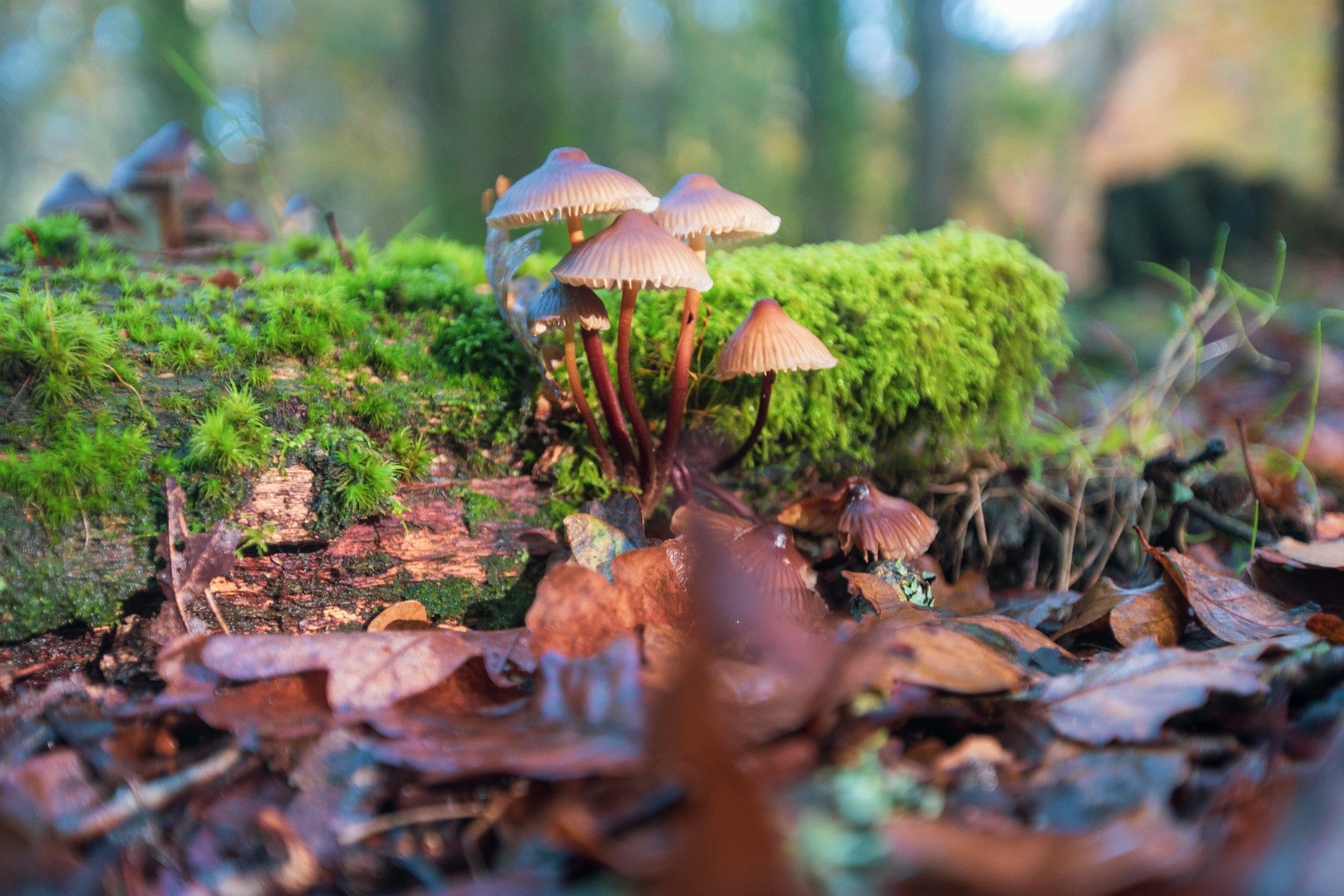 Unleashing Your Inner Mycologist: The Best Mushroom Workshops to Attend
