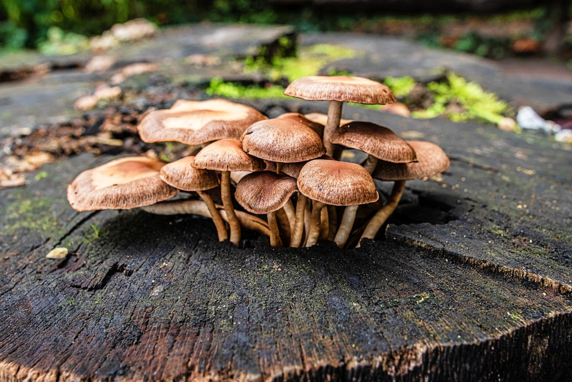 The Unsung Heroes of Soil Health: The Role of Fungi in the Cycling of Trace Elements