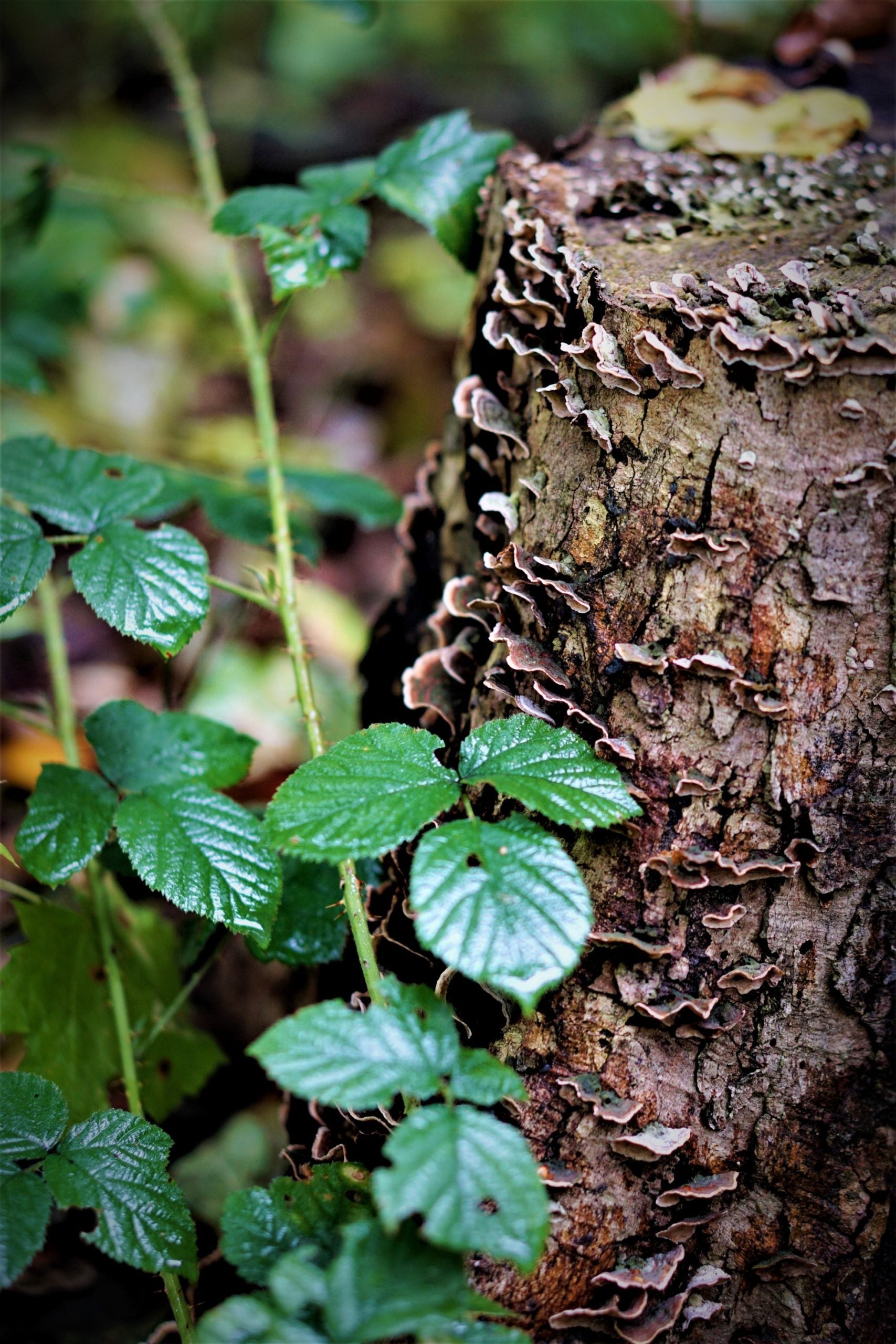 Discovering the Best Mushroom Conferences: A Must-Attend for Mushroom Enthusiasts