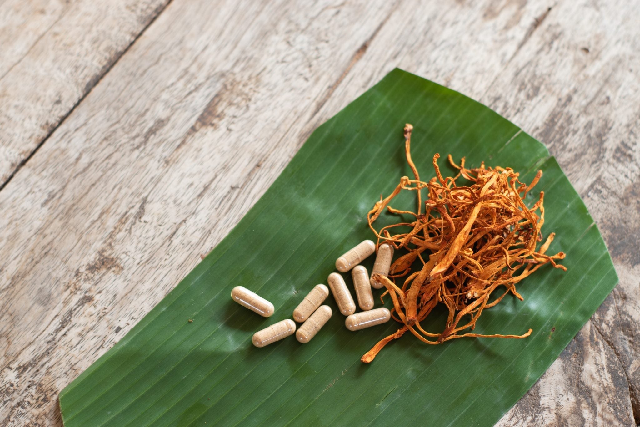 Cordyceps Benefits for Health: A comprehensive guide to the potential health benefits of cordyceps, covering topics like immune support, energy enhancement, and adaptogenic properties.