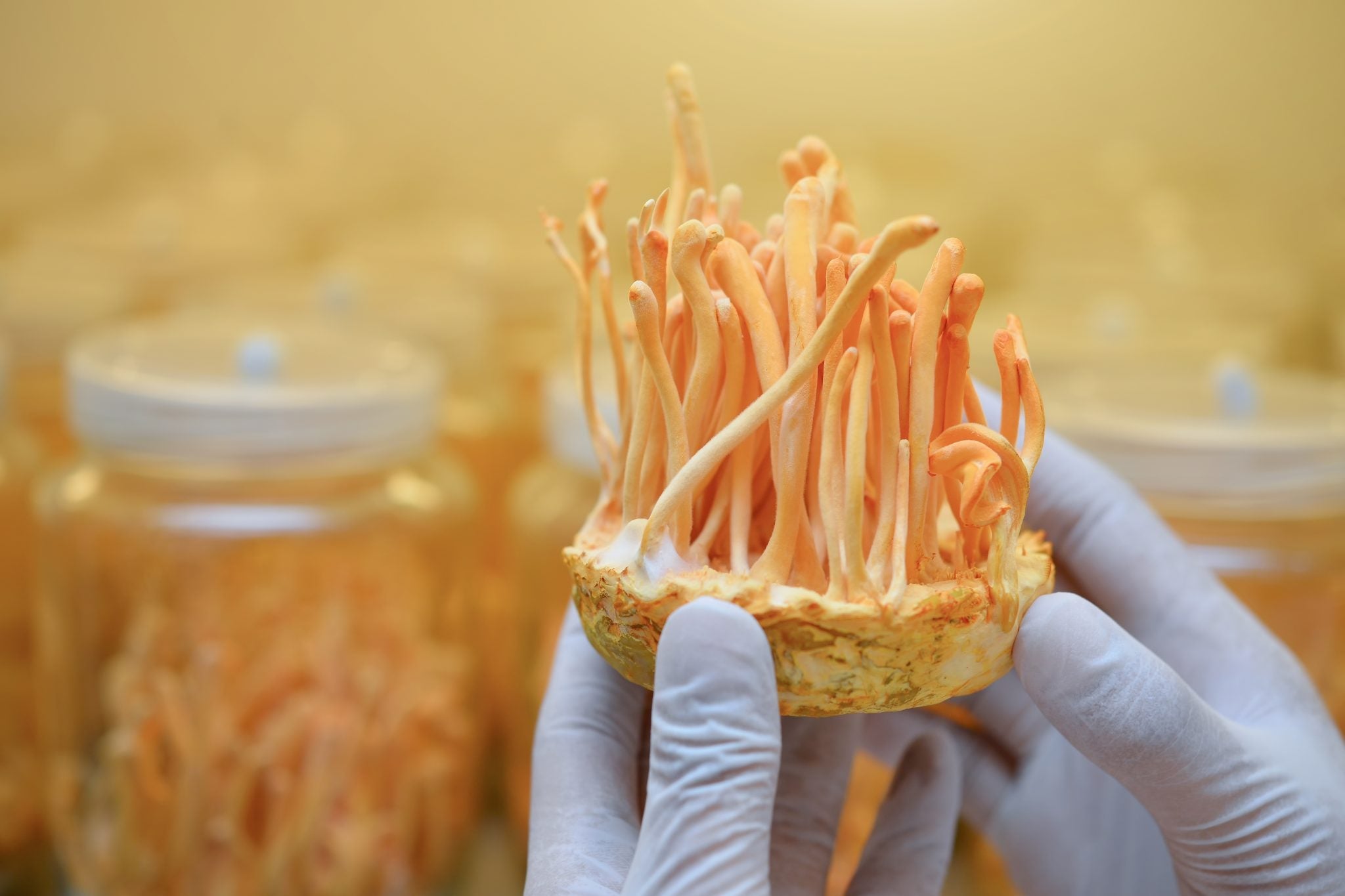 The Science Behind Cordyceps: An In-Depth Exploration of Fungi’s Biology and Unique Parasitic Behavior