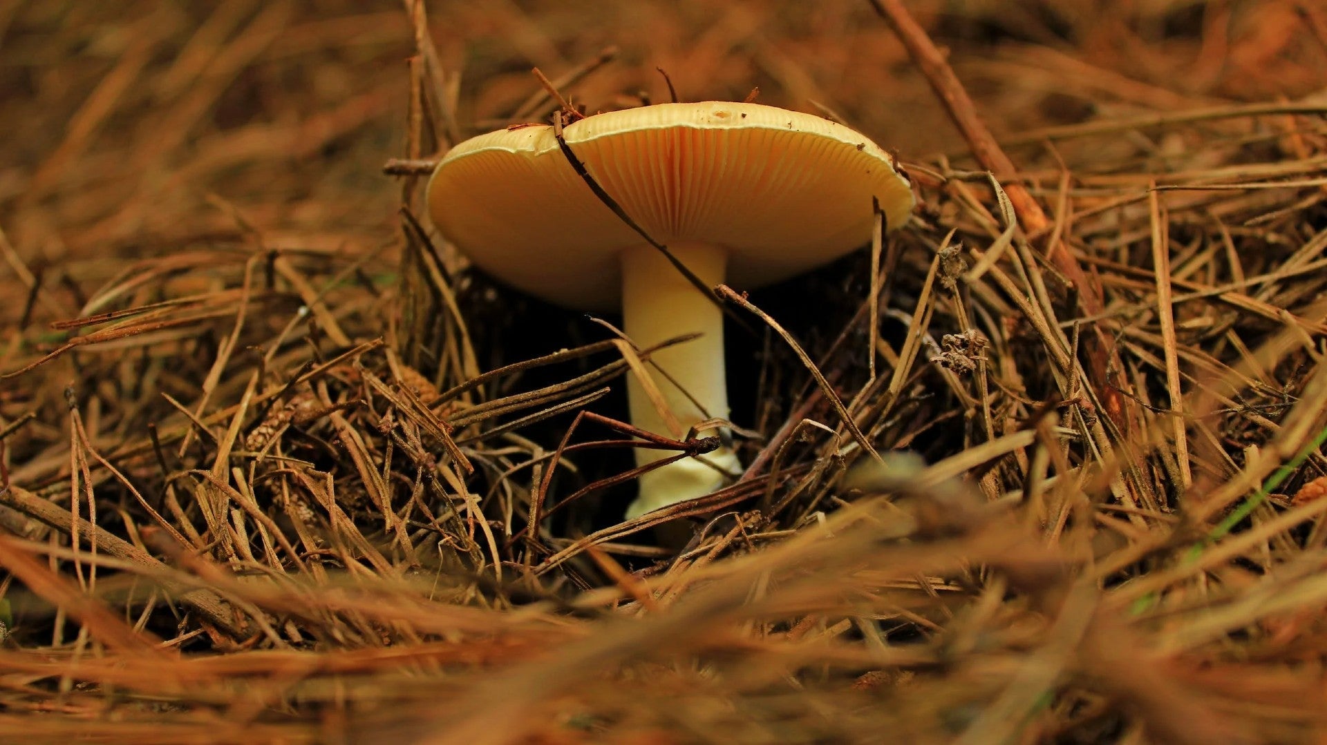 Discover the Best Mushroom Guides and Tours for Your Next Adventure