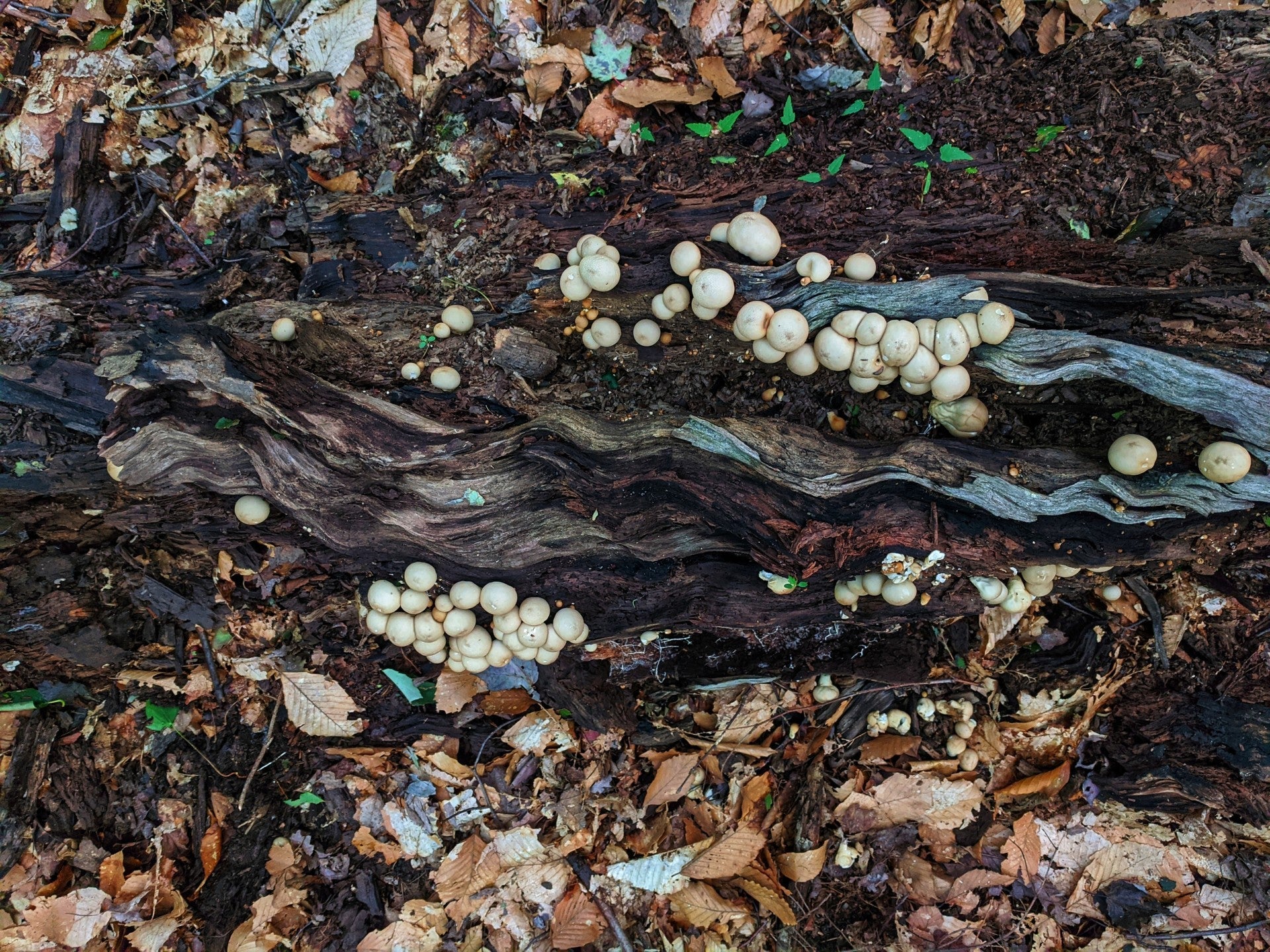 Fungal-Based Solutions for Reducing Food Waste and Improving Food Security