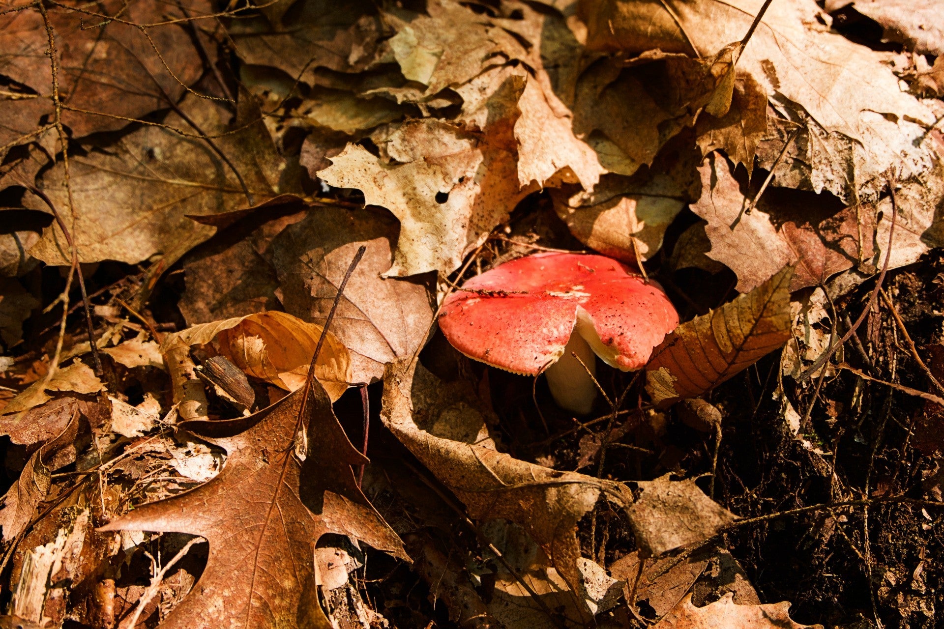 Fungal-Based Solutions for Sustainable Wastewater Treatment
