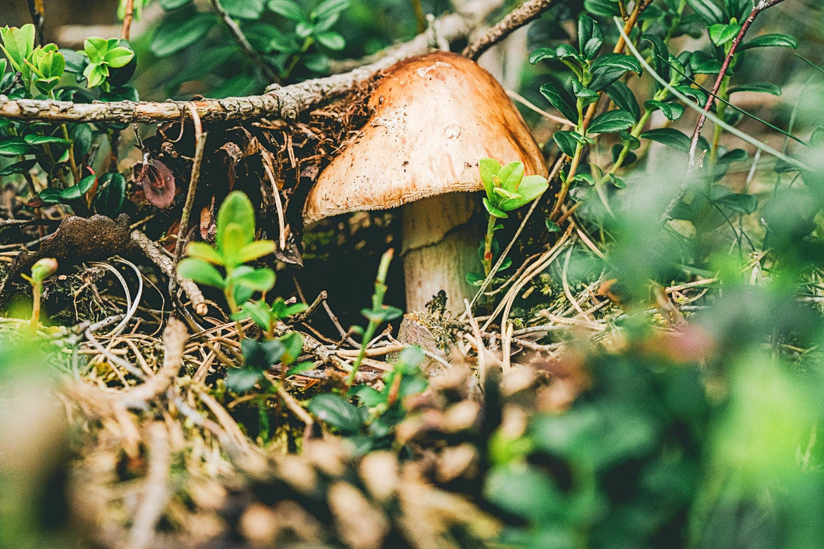 Fungi as a Promising Source of Nutraceuticals and Functional Foods
