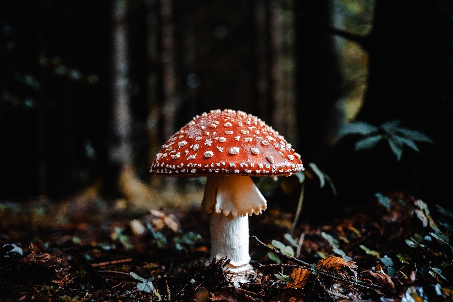 Fungi as a Sustainable Solution for Textile Industry Wastewater Treatment