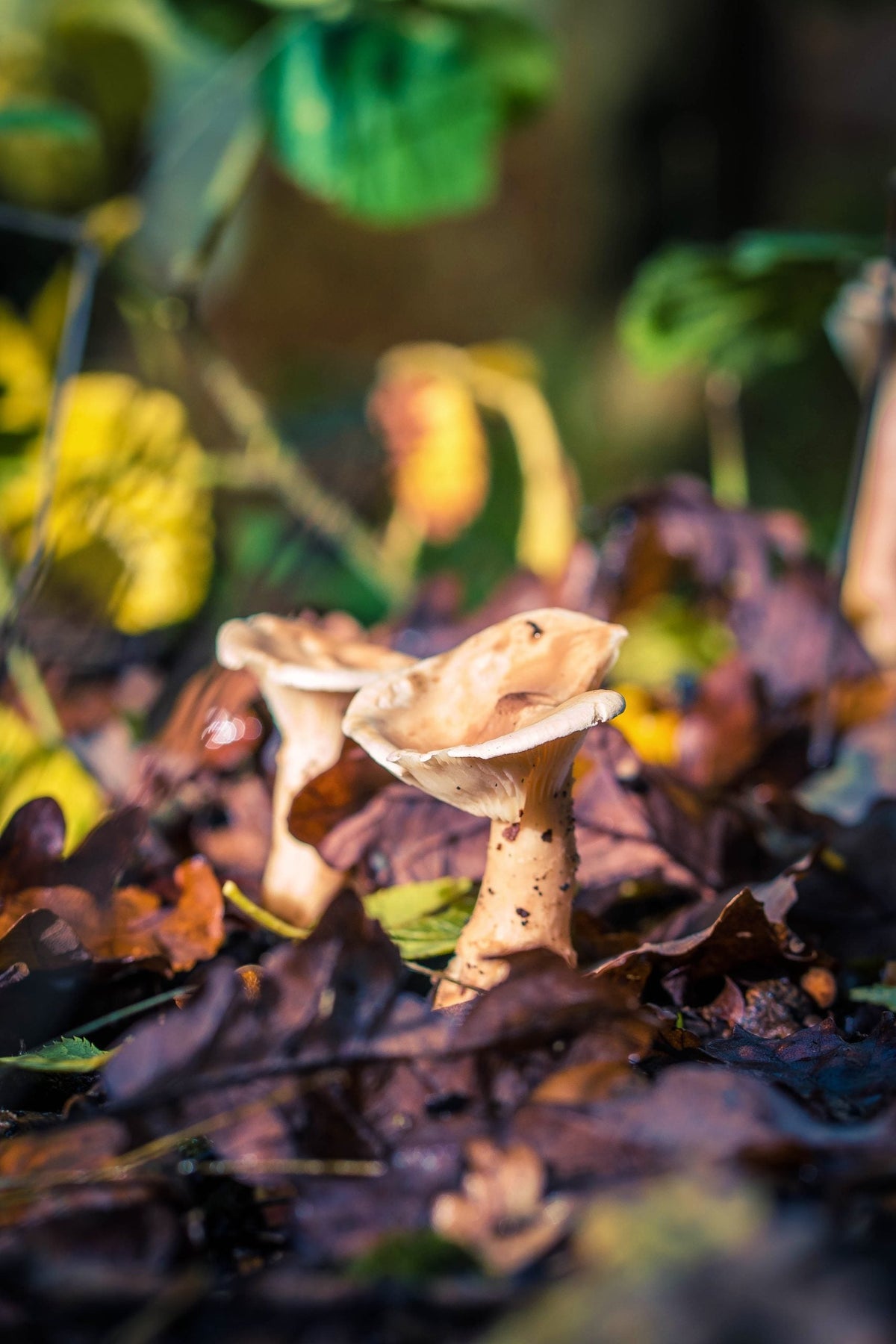 Exploring The Interactions Between Fungi and Bacteria in Soil Health and Ecosystem Function