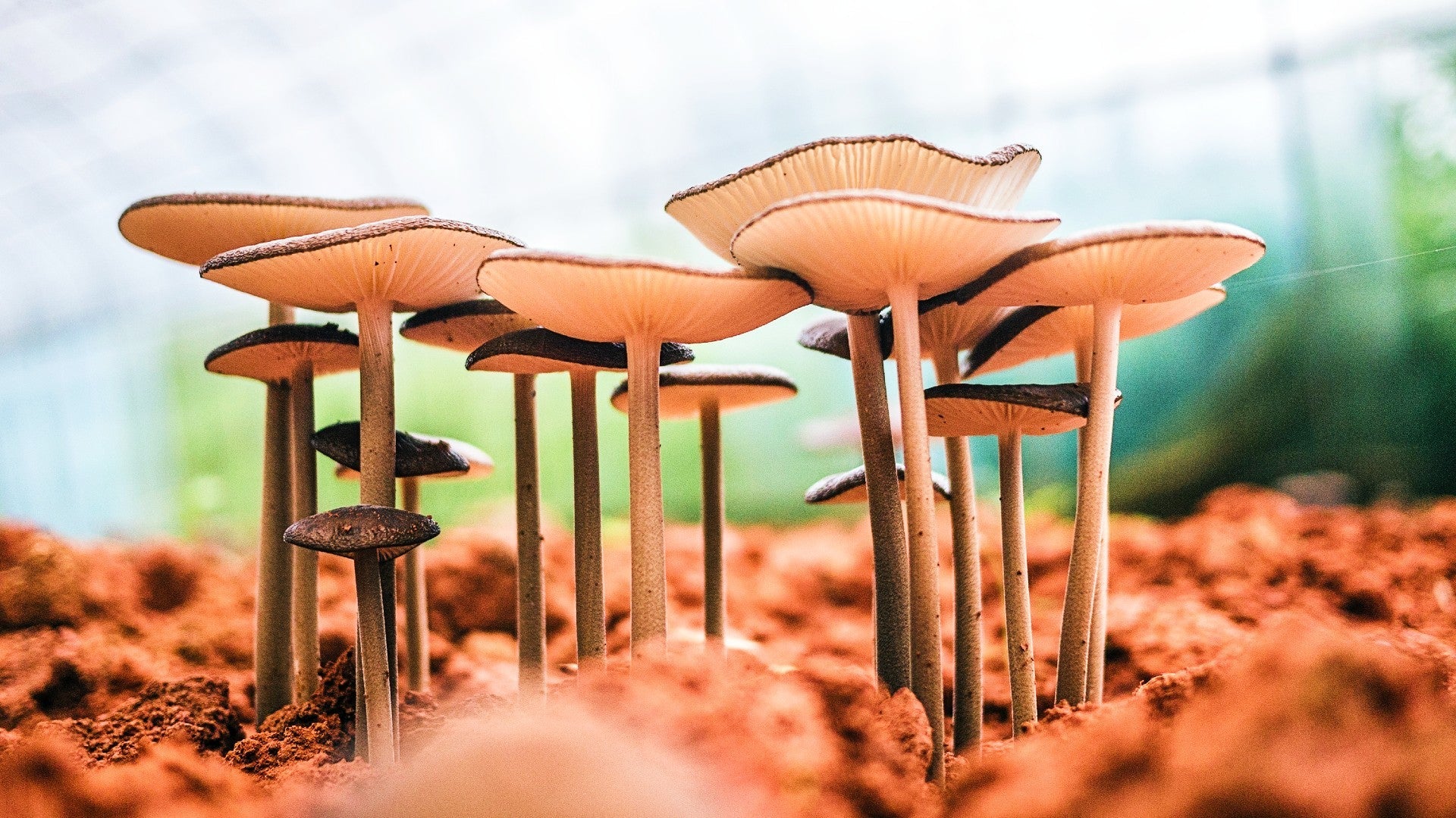 Fungal Enzymes: Unlocking the Potential of Lignocellulosic Biomass for Biofuels