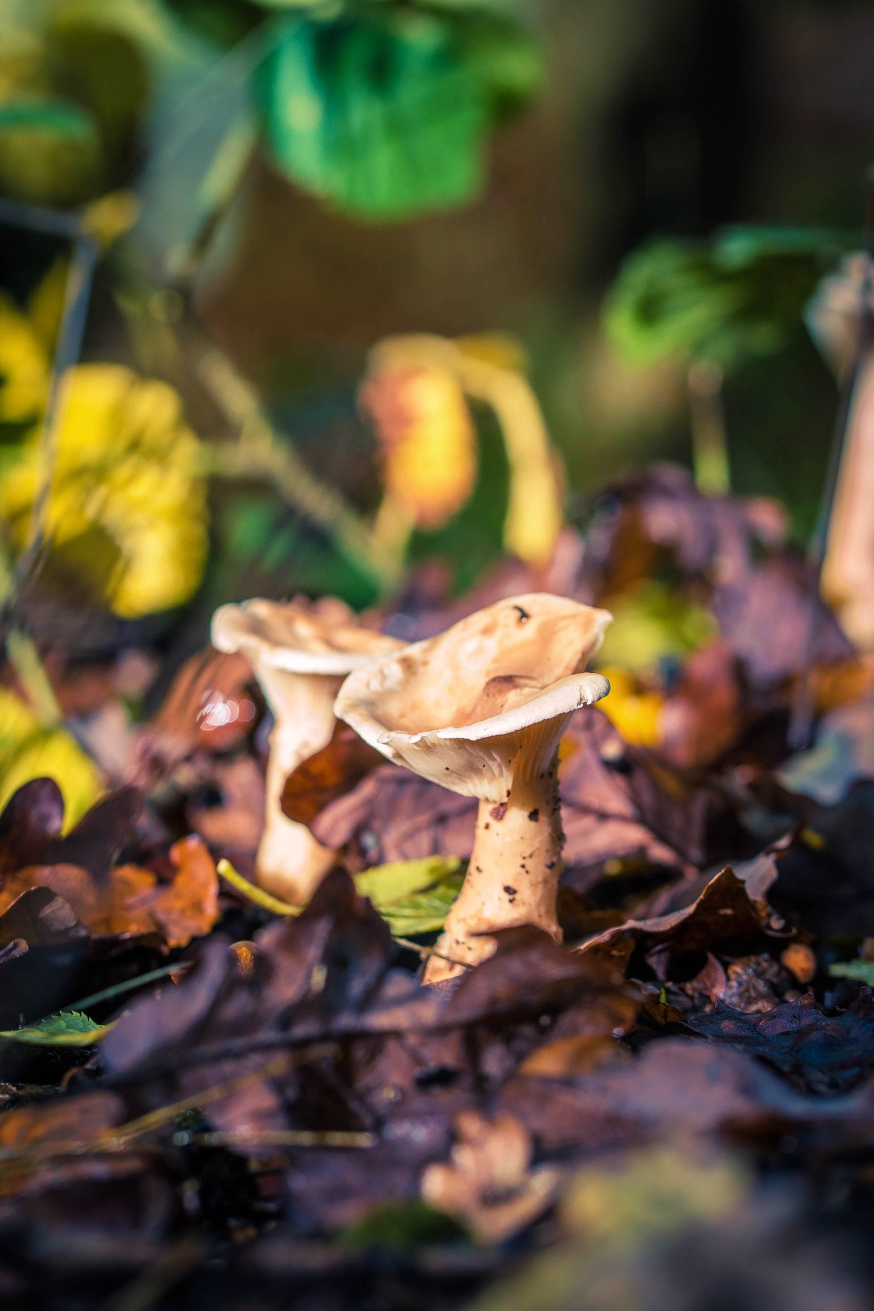Exploring The Interactions Between Fungi and Bacteria in Soil Health and Ecosystem Function