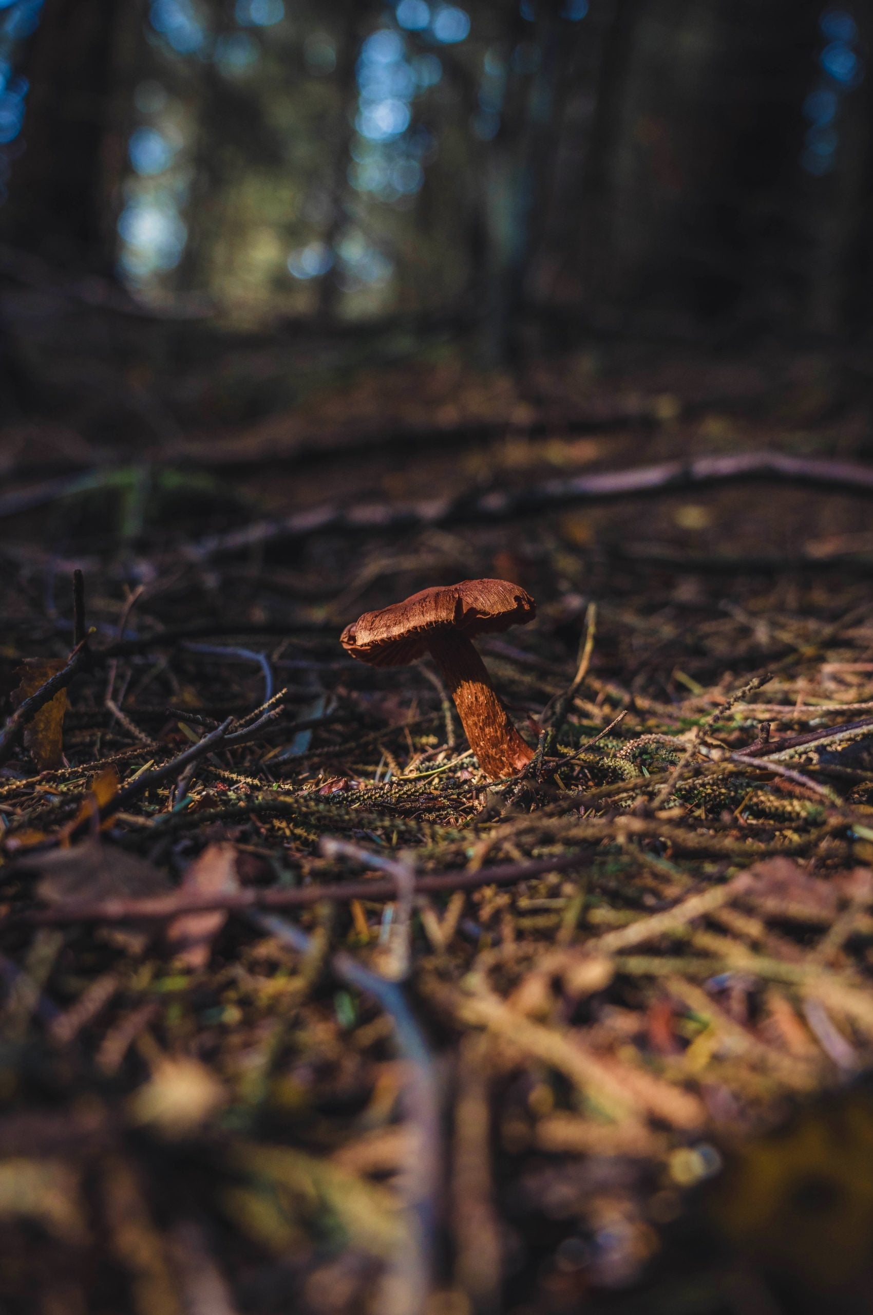 Growing Gourmet Mushrooms: Tips and Techniques for Delicious Harvests