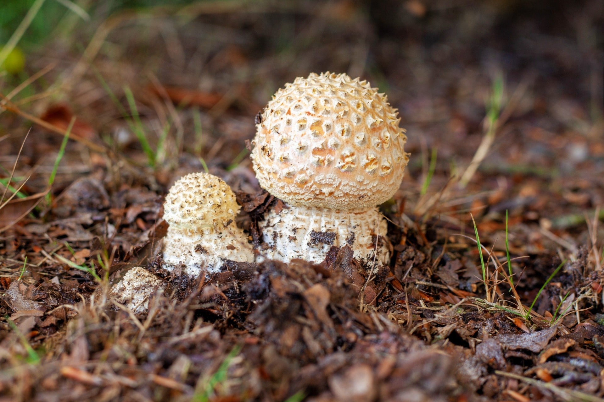 Capturing the Beauty of Mushrooms: 5 Best Mushroom Photographers to Follow