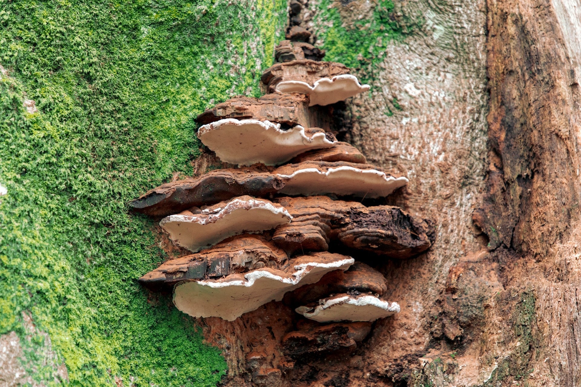 Join the Club: The Best Mushroom Society Membership