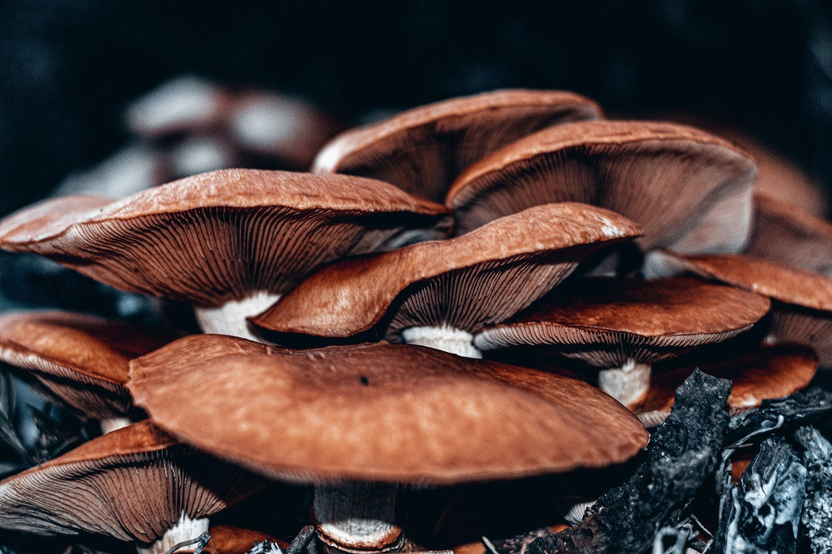 Fungi in the Field: How Mushrooms Play a Vital Role in Nutrient Cycling in Agricultural Soils