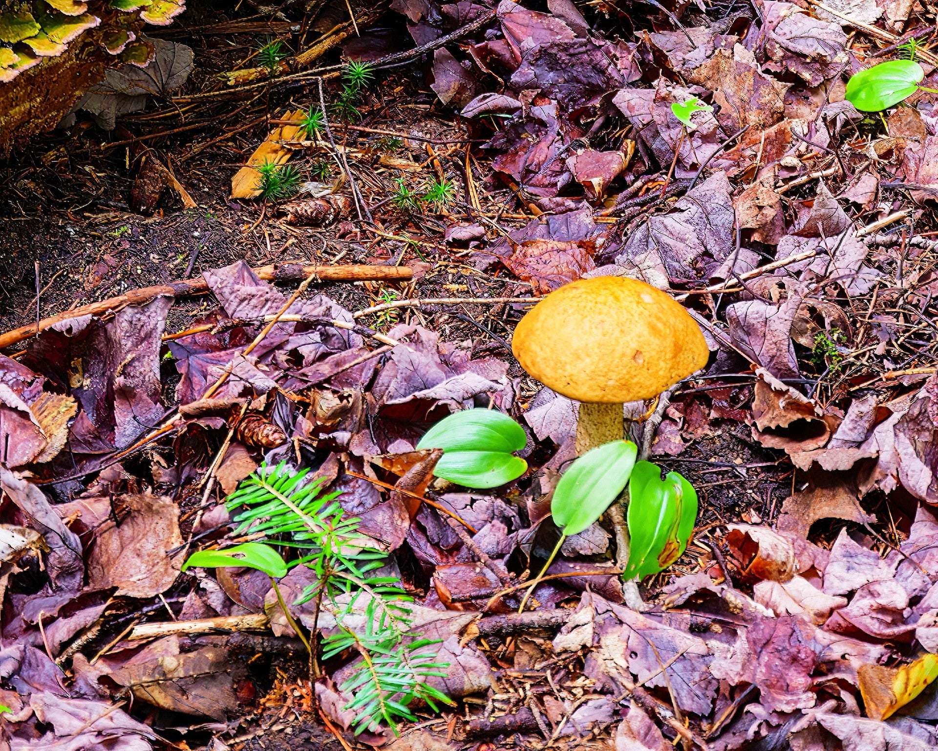 Fungal Bioremediation: A Promising Solution for Nuclear Waste
