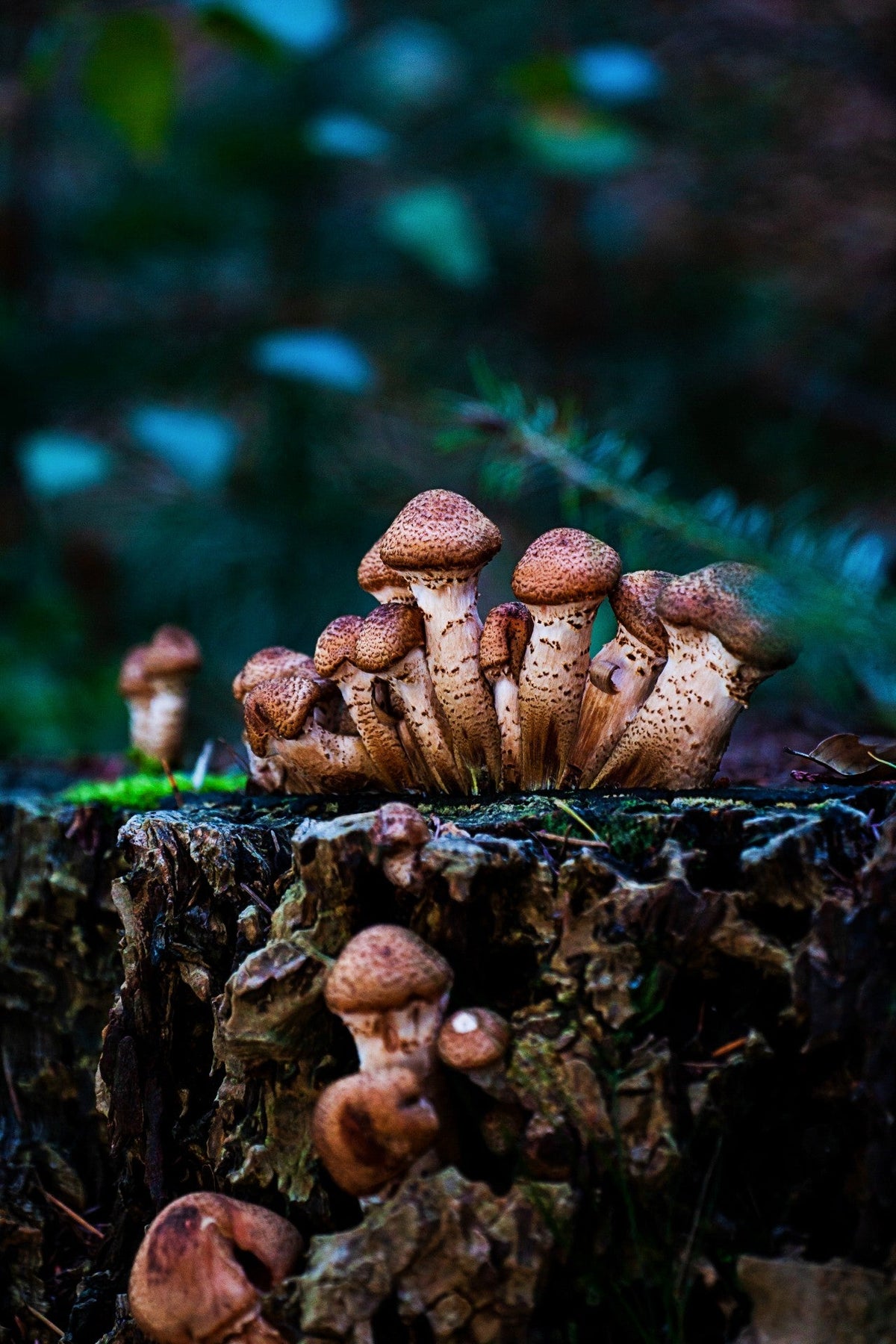 Harnessing the Power of Fungal Endophytes for Sustainable Crop Improvement and Protection
