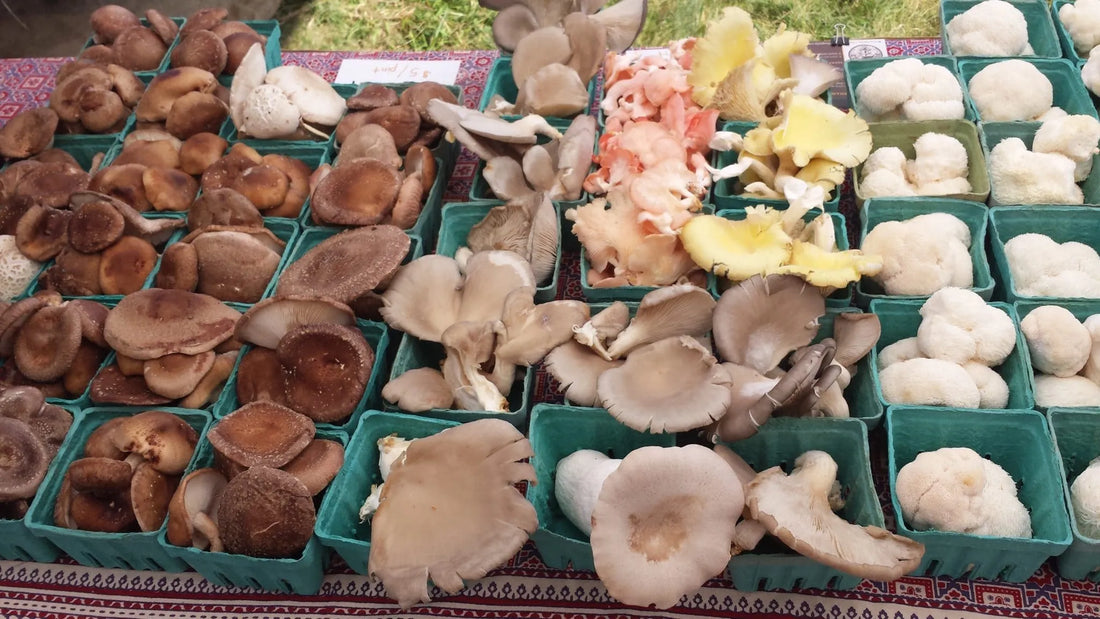 Mushrooms in Modern Living: Why This Ancient Food Is Trending Again