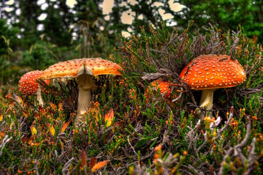 The Magical World of Mushrooms: Tiny Organisms with Massive Impact