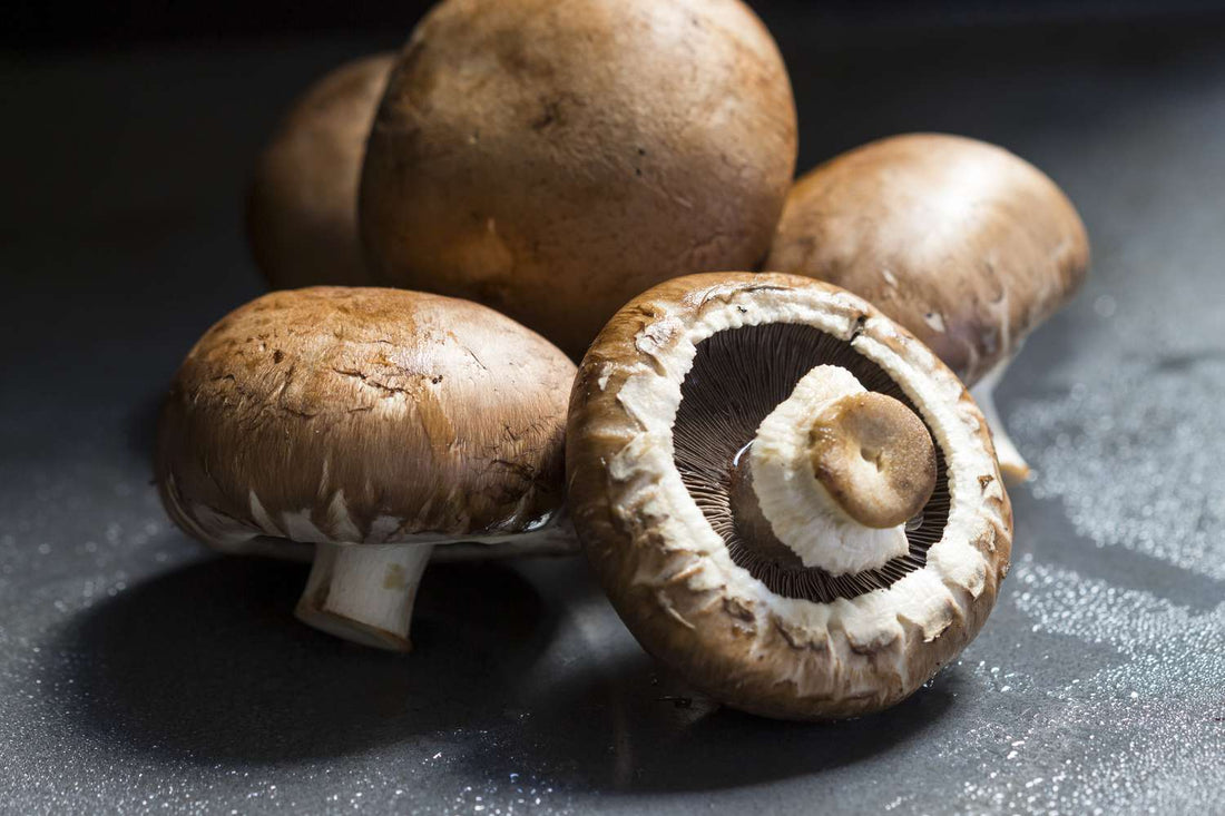 Mushrooms and Immunity: Nature’s Quiet Defense Booster