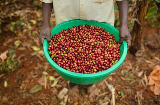 The Environmental Impact of Coffee Production and How Your Brand Can Make a Difference