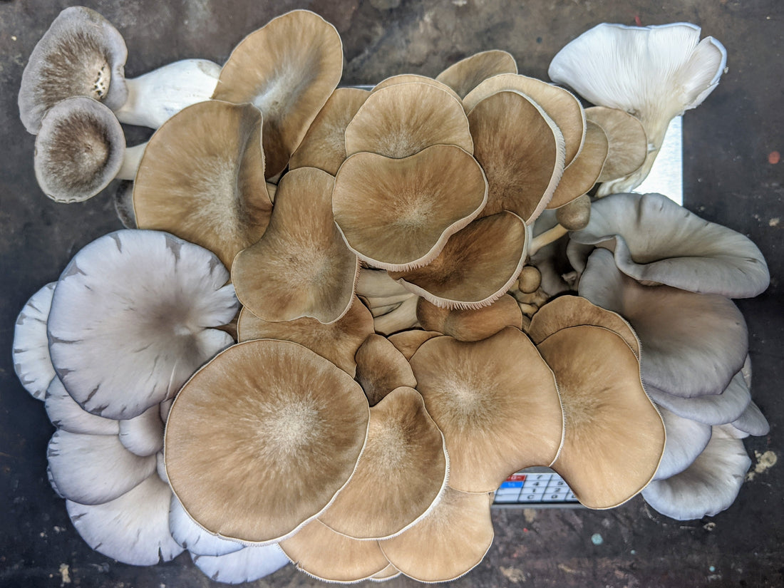 Growing Mushrooms at Home: A Simple Guide for Beginners