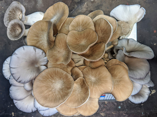 Growing Mushrooms at Home: A Simple Guide for Beginners
