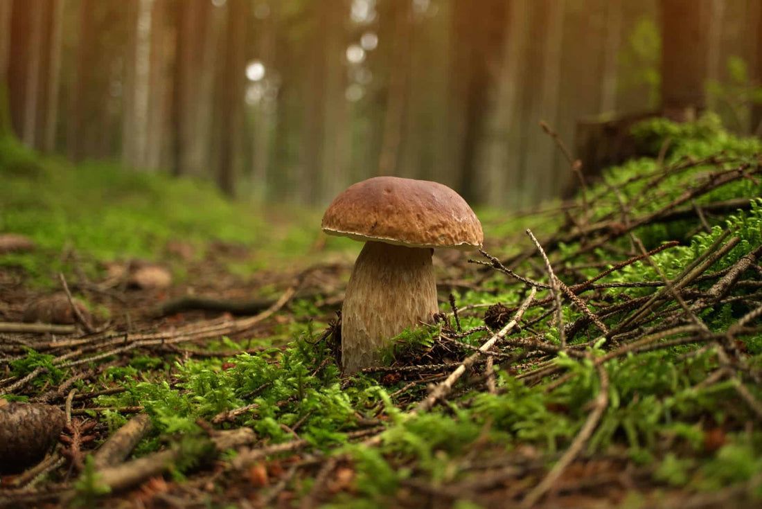 Mushrooms and Balanced Eating: The Ingredient That Brings Harmony to Your Plate