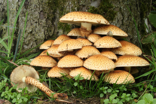 The Fascinating World of Mushrooms: Nature’s Hidden Superfood