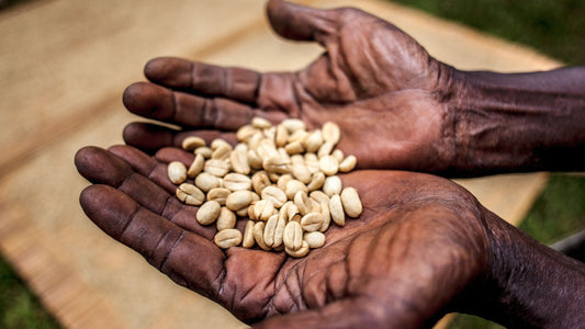 Navigating Coffee Certifications: Understanding Organic, Fair Trade, and Direct Trade Labels