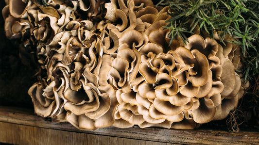 Turning Fungi into Fortune: Why Mushroom Farming Is a Smart Business Idea