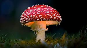 Mushrooms: The Secret Ingredient for Better Health and Flavor