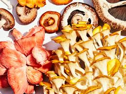 Mushrooms and Resilience: What Fungi Can Teach Us About Strength