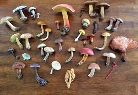 Mushrooms After the Rain: Nature’s Quiet Miracle