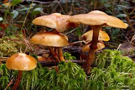 A Beginner’s Guide to Understanding Mushrooms: Types, Benefits, and Uses