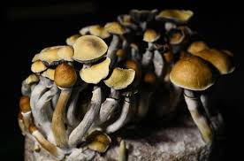 The Mushroom Renaissance: How Fungi Are Redefining Modern Food Culture