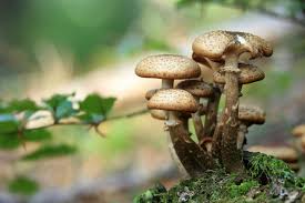 Why Every Household Should Keep Mushrooms in the Kitchen
