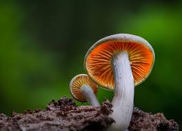 The Future of Mushrooms: How Fungi Are Shaping Tomorrow’s World