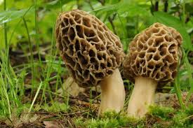The Growing Mushroom Industry: Why Fungi Are Big Business
