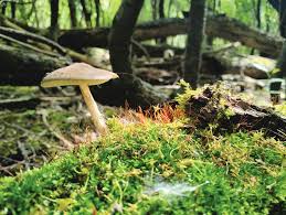 Curious About Mushrooms? Here’s Why These Fungi Fascinate Scientists and Food Lovers Alike