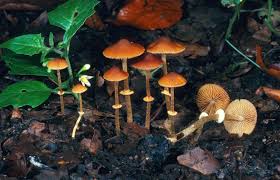 The Science Behind Mushrooms: Why Fungi Are a Nutritional Powerhouse