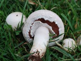 Mushrooms Around the World: A Global Culinary Journey