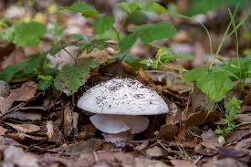 Comfort in Every Bite: Why Mushrooms Belong in Cozy Cooking