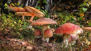 The Hidden Power of Mushrooms: Small, Simple, and Surprisingly Life-Changing