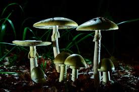 Can Mushrooms Help with Weight Loss? A Smart Addition to a Balanced Diet