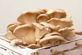 Mushrooms and Longevity: Could Fungi Be a Key to Healthy Aging?