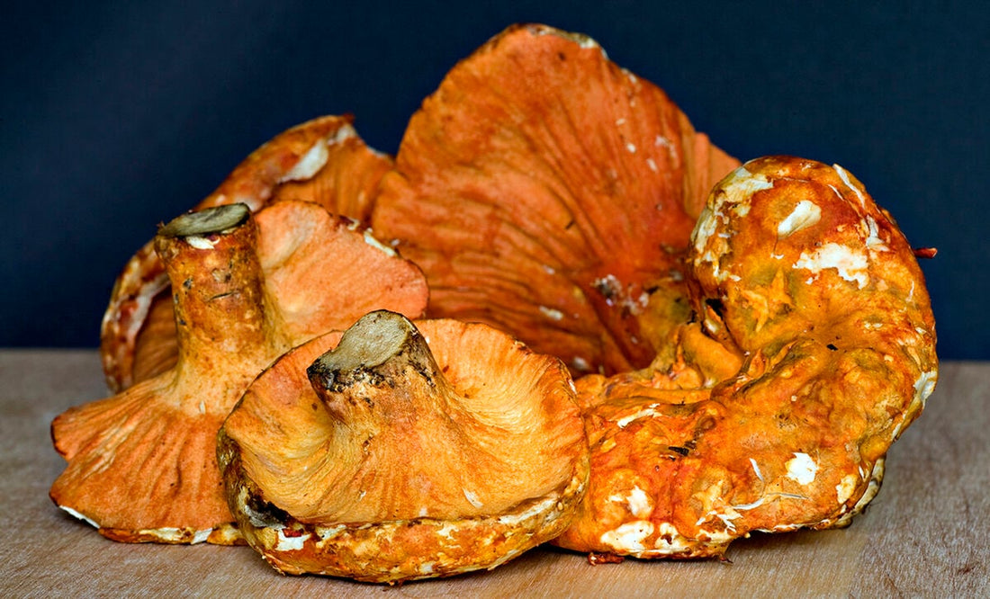 Mushrooms and the Plant-Based Revolution: The Ultimate Meat Alternative
